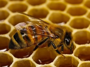 Honeybees hold key to improved robot vision systems article image