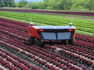 The Australian vegetable industry invests in Robotics article image