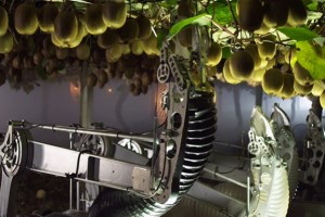 Yamaha takes a slice of NZ kiwifruit robotics firm article image