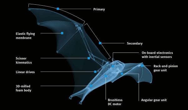 Bionicflyingfox-info CHART