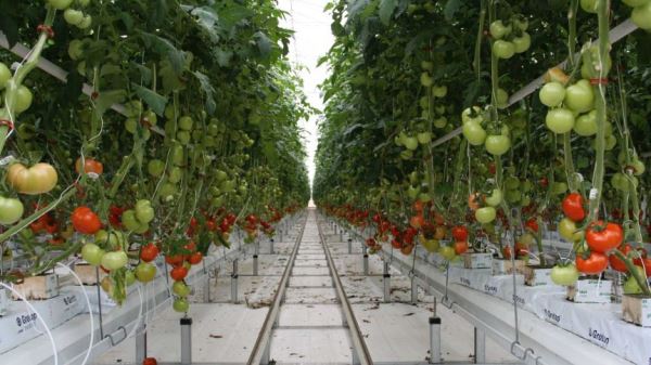 Pollinating robot