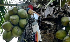 Meet Amaran: A tree-climbing robot that can safely harvest coconuts article image