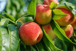 Time is ripe: New sensor technology can reveal sweetest fruit article image